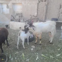 بز پاکستانی اصیل