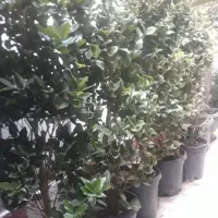 یاس هلندی کاملیا  کاج  ۵۰ درصد تخفیف