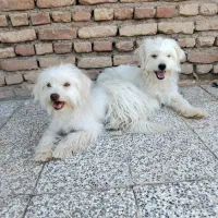 سگ ماده شیتزو سوپر فلت