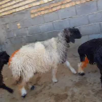 ۲۳ ملیون|حیوانات مزرعه|بازفت, |دیوار