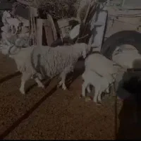 میش مخصوص قرمه