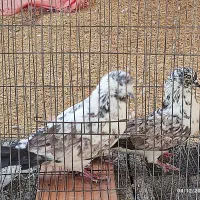 کبوتر|پرنده|ایلام, |دیوار