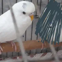 نرالبینو|پرنده|فردیس, شهرک ارم|دیوار