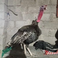 بوقلمون نر