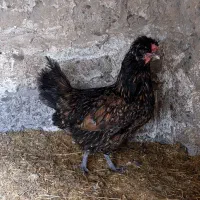 مرغ گلین