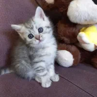 گربه بریتیش