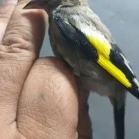 سهره جوجه سهره رسمی و سهره دورگ و گلبسر|پرنده|تهران, دولتخواه شمالی|دیوار