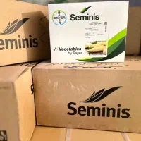 فروش بذر ذرت شیرین مسنجر.اکسنچوییت.سمیرا