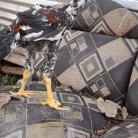 جوجه لاری ۴ماهه