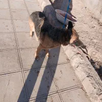 ۴ساله