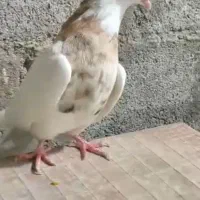 طوقی|پرنده|اشکنان, |دیوار