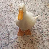 اردک