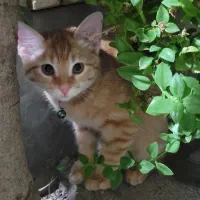 گمشده گربه|حیوانات|اصفهان, ملکشهر|دیوار