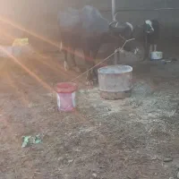 شوشتر شعیبیه