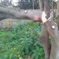 چوب مرکبات و میوه ای تر و خشک