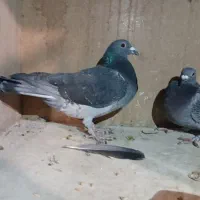 پلاکی نرو ماده