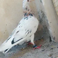 کبوتر سار هفت رنگ