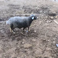 کارگر ماهر گوسفند داری