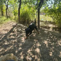 یک عدد رت وایلر اصل برای نگهبان باغ کارخانه جات|سگ|ماکو, |دیوار