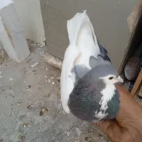 کفتر باز شهری .دم سرخ|پرنده|شیراز, نیستان|دیوار
