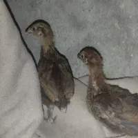 مرغ گلین و جوجه محلی اصل|حیوانات مزرعه|ایذه, |دیوار