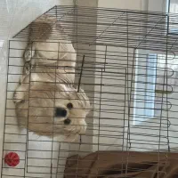 پیکینیز امپریال