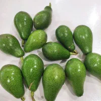 میوه آواکادو