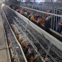 قفس مرغ تخمگذار