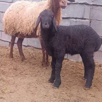 میش بره دار