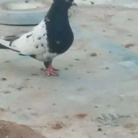 کبوتر|پرنده|اردکان, |دیوار