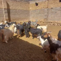 بزوکره|حیوانات مزرعه|بروجن, |دیوار