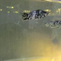 ۲ عدد ماهی مولی نر وماده