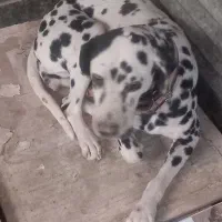 ماده دالمیشن ۲ ساله|سگ|چهارباغ, |دیوار