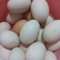 تخم مرغ و اردک