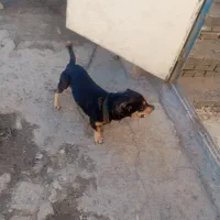 سلام طوطی دستی