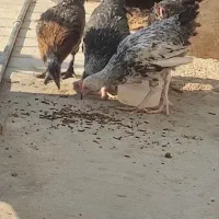 جوجه مرغ محلی|حیوانات مزرعه|نوبندگان, |دیوار