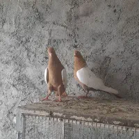 سینه ای پرتغالی