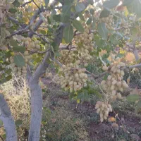 سازمان-وباغ-پسته