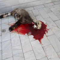 ذبح وسلاخی ویژه شب یلدا|خدمات پذیرایی، مراسم|دورود, |دیوار