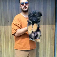 سگ ژرمن شپرد ، نژادی برای جستجو و نجات|سگ|کرج, چمن|دیوار