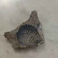 فسیل صدف|کلکسیون اشیاء عتیقه|یزد, |دیوار