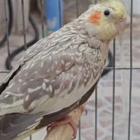 گمشده هرکسی پیداش کنه دوبرابر قیمتش مژدگانی میدم