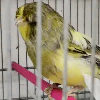 قناری کرست نر و ماده.جفت مولد به شرط