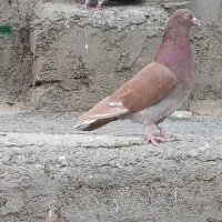 کبوتر پرشتی