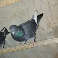 گمشده|پرنده|ساوه, |دیوار