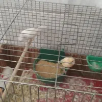 ۲ عدد قناری ماده سالم