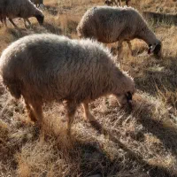 گله گوسفند میش قوچ و بره