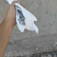 پشتی