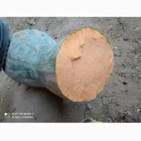 اول نکاه کن بد خرید کن|خوردنی و آشامیدنی|تربت جام, میان جام|دیوار