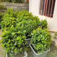 فروش گل|گل و گیاه طبیعی|چابکسر, |دیوار